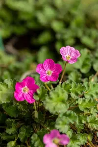 Erodium variabile 'Bishop's Form' - P11 - image 5