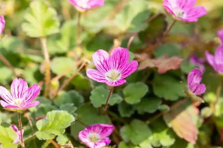 Erodium variabile 'Bishop's Form' - P9 - image 3