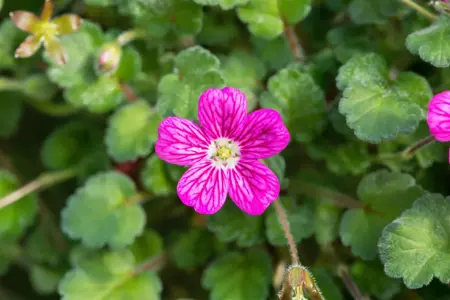 Erodium variabile 'Bishop's Form' - P9 - image 2