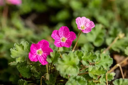 Erodium variabile 'Bishop's Form' - P9 - image 4