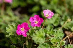 Erodium variabile 'Bishop's Form' - P9 - image 4
