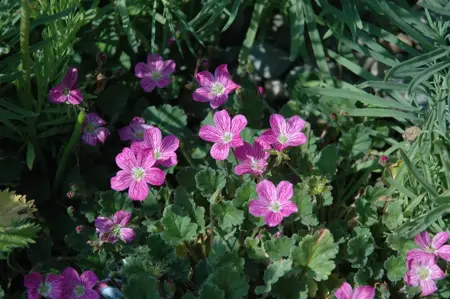 Erodium variabile 'Bishop's Form' - P9 - image 1