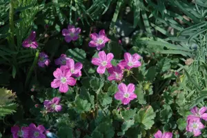 Erodium variabile 'Bishop's Form'