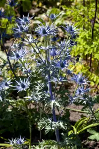 Eryngium bourgatii - P9 - image 3