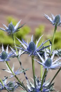 Eryngium bourgatii - P9 - image 4