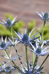 Eryngium bourgatii - 2 Ltr pot - image 4