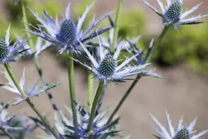 Eryngium bourgatii - P9 - image 5