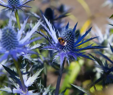 Eryngium bourgatii - P9 - image 2