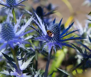 Eryngium bourgatii - 2 Ltr pot - image 2