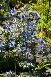 Eryngium bourgatii 'Picos Amethyst' - P9 - image 3
