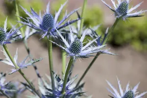 Eryngium bourgatii 'Picos Amethyst' - P9 - image 5