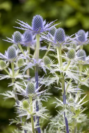 Eryngium 'Lapis Blue' - P9 - image 3