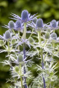 Eryngium 'Lapis Blue' - P9 - image 3