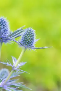 Eryngium 'Lapis Blue' - P9 - image 4