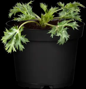 Eryngium 'Lapis Blue'