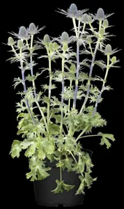 Eryngium 'Lapis Blue' - P9 - image 2