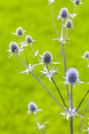 Eryngium planum - P9 - image 1