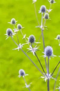 Eryngium planum