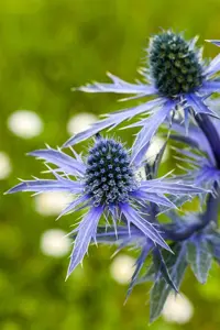 Eryngium planum - P9 - image 2