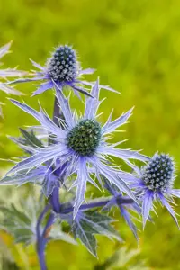 Eryngium planum - P9 - image 3