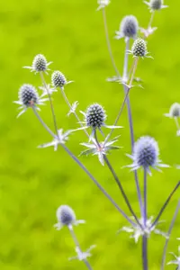 ERYNGIUM PLANUM 1L - image 5