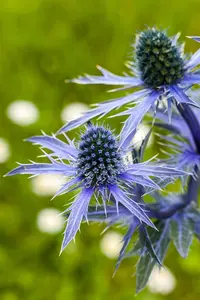 ERYNGIUM PLANUM 1L - image 2