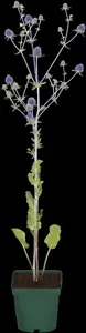 Eryngium planum - P9 - image 5