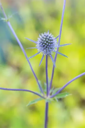 Eryngium planum 'Blaukappe' - P9