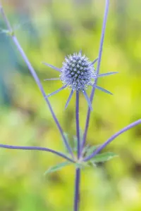 Eryngium planum 'Blaukappe' - P9