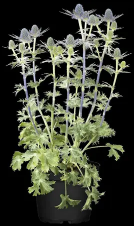 Eryngium zabelii 'Big Blue' - P9 - image 2
