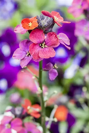 Erysimum 'Bowles' Mauve' - P9 - image 2