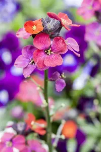 Erysimum 'Bowles' Mauve' - P9 - image 2