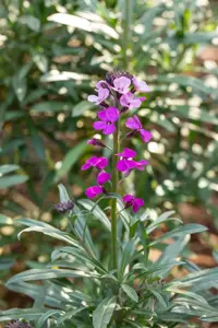 Erysimum 'Bowles' Mauve' - P9 - image 5