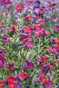ERYSIMUM BOWLES MAUVE 2L - image 2
