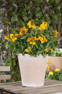 ERYSIMUM BOWLES MAUVE 2L - image 3