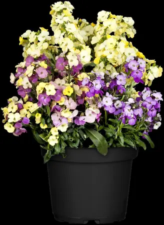 ERYSIMUM BOWLES MAUVE 2L - image 4