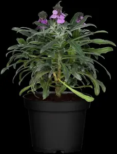 Erysimum 'Bowles' Mauve'