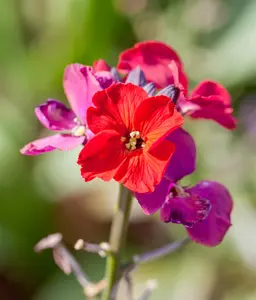 ERYSIMUM BOWLES MAUVE