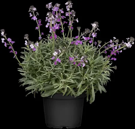 Erysimum 'Bowles' Mauve' - P9 - image 3