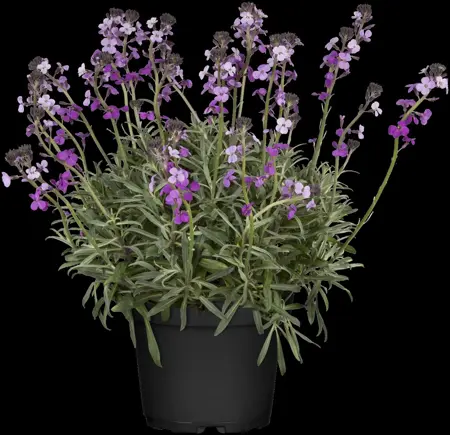 Erysimum 'Bowles' Mauve' - P9 - image 4