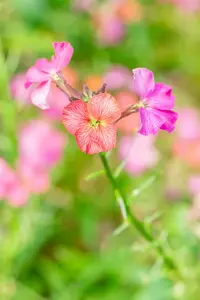 Erysimum 'Constant Cheer'
