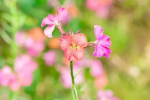 Erysimum 'Constant Cheer' - P9 - image 2
