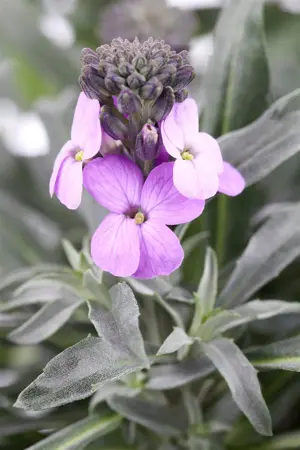 Erysimum 'Erysisteble Sunset' - 2 Ltr pot - image 2