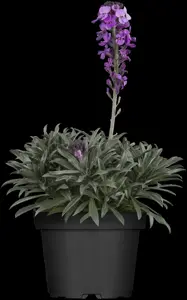 Erysimum 'Erysisteble Sunset' - 2 Ltr pot - image 5