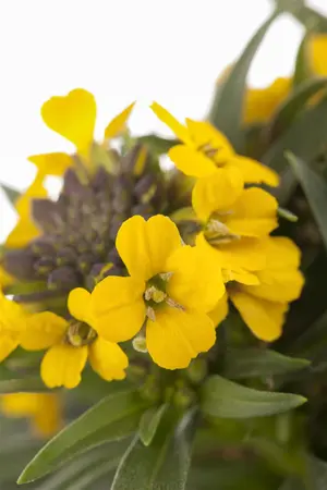 Erysimum 'Erysistible? Fire' - P13 - image 2