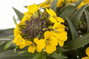 Erysimum 'Erysistible? Fire' - P13 - image 3