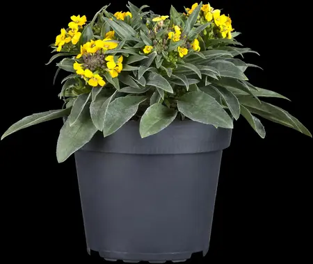 Erysimum 'Erysistible? Fire' - P13 - image 1