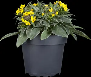 Erysimum 'Erysistible? Fire'