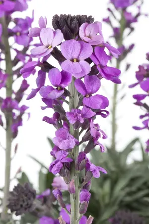 Erysimum Erysistible? 'Magenta' - 2 Ltr pot - image 3