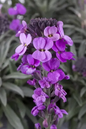 Erysimum Erysistible? 'Magenta' - 2 Ltr pot - image 4